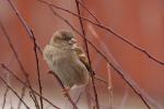 Wróbel zwyczajny - Passer domesticus - 집참새 - Fotografia nr 20090118_6551