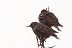 Szpak zwyczajny - Sturnus vulgaris - 흰점찌르레기 - Fotografia nr 20090118_6748