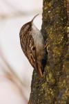 Pełzacz ogrodowy - Certhia brachydactyla - Fotografia nr 20090125_6993