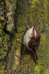 Pełzacz ogrodowy - Certhia brachydactyla - Fotografia nr 20090125_7046