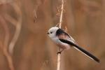Raniuszek - Aegithalos caudatus - 오목눈이 - Fotografia nr 20090206_7731
