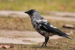 Kawka - Corvus monedula - Fotografia nr 20090210_7963