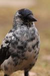 Kawka - Corvus monedula - Fotografia nr 20090210_8004