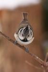 Sikora czubatka - Lophophanes cristatus - Fotografia nr 20090215_8412