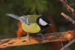 Sikora bogatka - Parus major - 박새 - Fotografia nr 20090215_8463