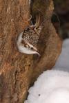 Pełzacz leśny - Certhia familiaris - 나무발발이 - Fotografia nr 20090215_8499