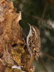 Pełzacz leśny - Certhia familiaris - 나무발발이 - Fotografia nr 20090215_8512