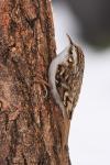 Pełzacz leśny - Certhia familiaris - 나무발발이 - Fotografia nr 20090215_8550