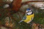 Sikora modra - Cyanistes caeruleus - Fotografia nr 20090215_8578