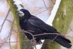 Gawron - Corvus frugilegus - 떼까마귀 - Fotografia nr 20090220_9106