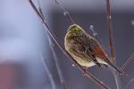 Trznadel - Emberiza citrinella - 금빛머리멧새 - Fotografia nr 20090220_9235