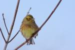 Trznadel - Emberiza citrinella - 금빛머리멧새 - Fotografia nr 20090220_9280