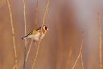 Szczygieł - Carduelis carduelis - Fotografia nr 20090220_9319