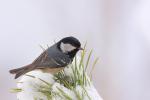 Sikora sosnówka - Periparus ater - 진박새 - Fotografia nr 20090308_0581