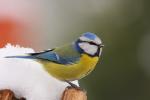 Sikora modra - Cyanistes caeruleus - Fotografia nr 20090308_0640