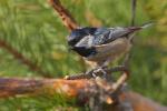 Sikora sosnówka - Periparus ater - 진박새 - Fotografia nr 20090315_1476