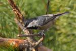 Sikora sosnówka - Periparus ater - 진박새 - Fotografia nr 20090315_1498