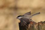Sikora czarnogłówka - Poecile montanus - Fotografia nr 20090315_1507
