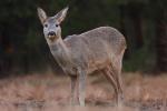 Sarna - Capreolus capreolus - 노루 - Fotografia nr 20090317_1563