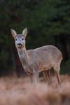 Sarna - Capreolus capreolus - 노루 - Fotografia nr 20090317_1579