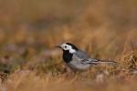 Pliszka siwa - Motacilla alba - 알락할미새 - Fotografia nr 20090321_2077