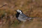 Pliszka siwa - Motacilla alba - 알락할미새 - Fotografia nr 20090321_2084