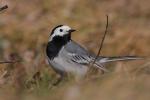 Pliszka siwa - Motacilla alba - 알락할미새 - Fotografia nr 20090321_2085