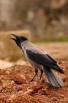 Wrona siwa - Corvus cornix - Fotografia nr 20090323_2789