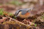 Kowalik - Sitta europaea - 아물동고비(동고비) - Fotografia nr 20090324_3303