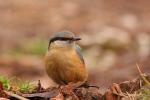 Kowalik - Sitta europaea - 아물동고비(동고비) - Fotografia nr 20090324_3324