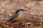 Kowalik - Sitta europaea - 아물동고비(동고비) - Fotografia nr 20090324_3339