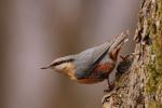 Kowalik - Sitta europaea - 아물동고비(동고비) - Fotografia nr 20090324_3419