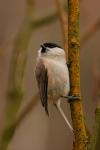 Sikora uboga - Poecile palustris - 쇠박새 - Fotografia nr 20090324_3713