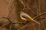 Pliszka górska - Motacilla cinerea - 노랑할미새 - Fotografia nr 20090324_3777