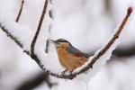 Kowalik - Sitta europaea - 아물동고비(동고비) - Fotografia nr 20090325_3967