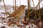 Drozd śpiewak - Turdus philomelos - Fotografia nr 20090325_4214