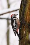 Dzięcioł średni - Dendrocopos medius - Fotografia nr 20090325_4359