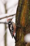 Dzięcioł średni - Dendrocopos medius - Fotografia nr 20090325_4363