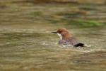 Pluszcz zwyczajny - Cinclus cinclus - Fotografia nr 20090325_4452