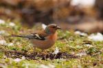 Zięba zwyczajna - Fringilla coelebs - Fotografia nr 20090325_4525
