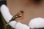 Zięba zwyczajna - Fringilla coelebs - Fotografia nr 20090325_4575