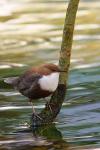 Pluszcz zwyczajny - Cinclus cinclus - Fotografia nr 20090325_4836
