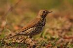 Drozd śpiewak - Turdus philomelos - Fotografia nr 20090328_6498