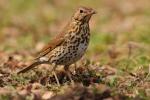 Drozd śpiewak - Turdus philomelos - Fotografia nr 20090328_6506