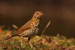 Drozd śpiewak - Turdus philomelos - Fotografia nr 20090328_6533