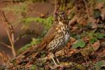 Drozd śpiewak - Turdus philomelos - Fotografia nr 20090328_6552