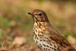 Drozd śpiewak - Turdus philomelos - Fotografia nr 20090328_6593
