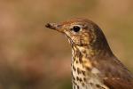Drozd śpiewak - Turdus philomelos - Fotografia nr 20090328_6602