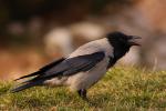 Wrona siwa - Corvus cornix - Fotografia nr 20090328_7070