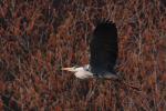 Czapla siwa - Ardea cinerea - 왜가리 - Fotografia nr 20090330_6086